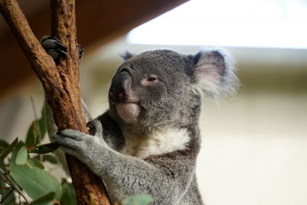 img_australien-tierwelt-koala